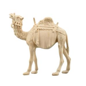 ZI Camello