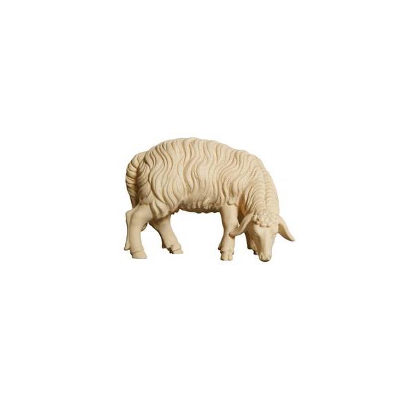 ZI Sheep grazing looking right - natural wood