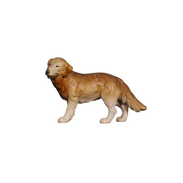 MA Shepherd dog - colored